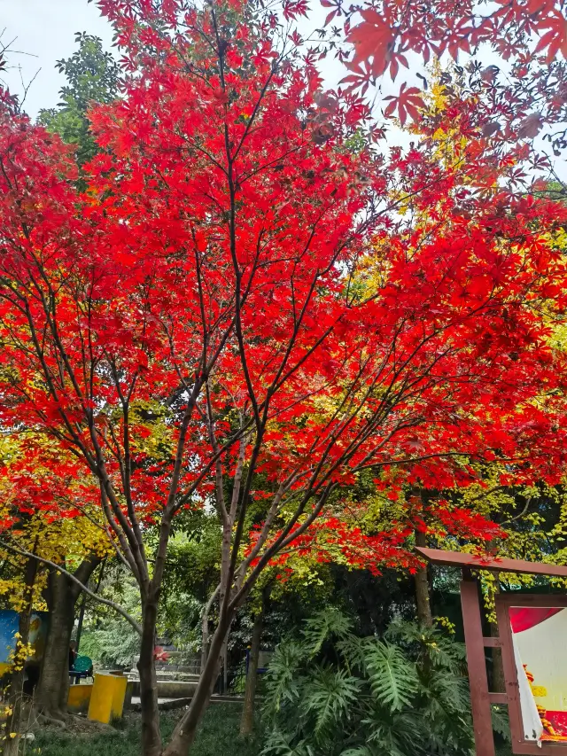 No filter needed on a cloudy day, Cityride from Jinxiu Street to Jinjiang River