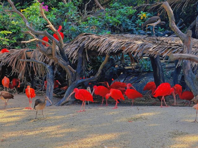 一份長隆野生動物園的旅遊攻略