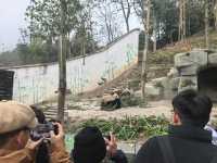 大熊貓基地