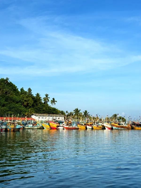 Magical Experience of Whale Watching in Mirissa