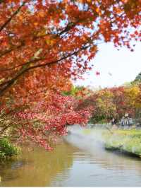 清遠田野綠世界，紅楓葉美得封神啊