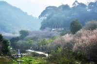 陸河世外梅園——我去過的最美梅園
