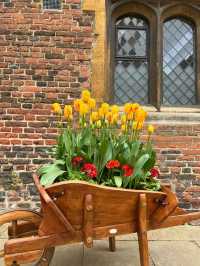 Complete Guide to the Hampton Court Palace Tulip Festival