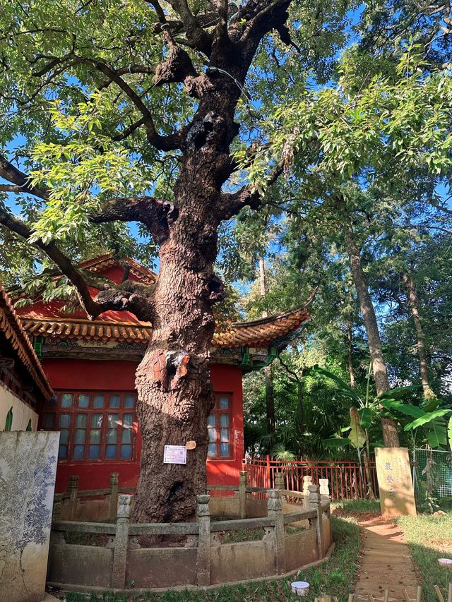春節暢遊昆明-西雙版納-普洱 6日精選行程建議