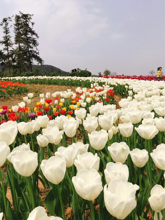 銅陵梧桐花谷｜山水秀麗，花開四季