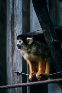 London Zoo is a great place to visit