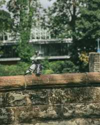 誤入英式油畫，邂逅綠地公園的慢時光