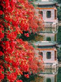 春遊記|東莞的古典公園，鏡頭下的春和景明