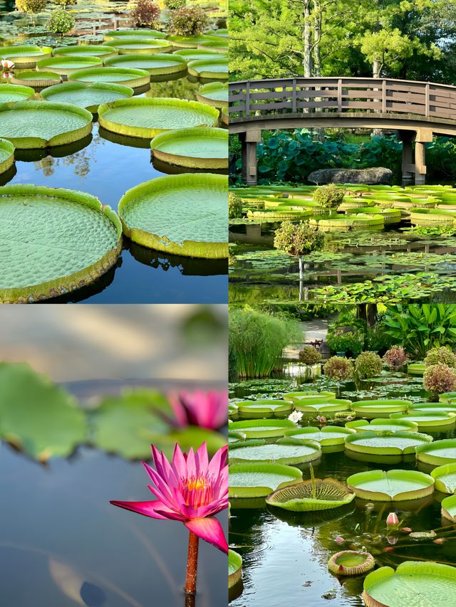 探秘日本草津市立水生植物公園「水之森」，邂逅夢幻自然之境