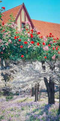 青島春日賞花指南：萬次春和景明，盡在花間青島