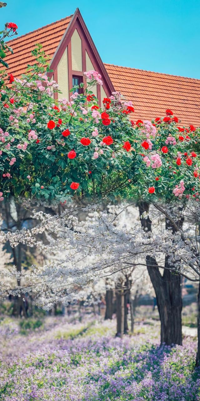 青島春日賞花指南：萬次春和景明，盡在花間青島