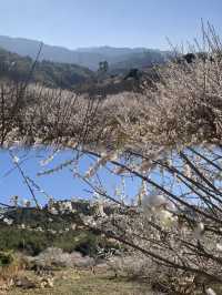 免費廣州0元賞梅花天花板