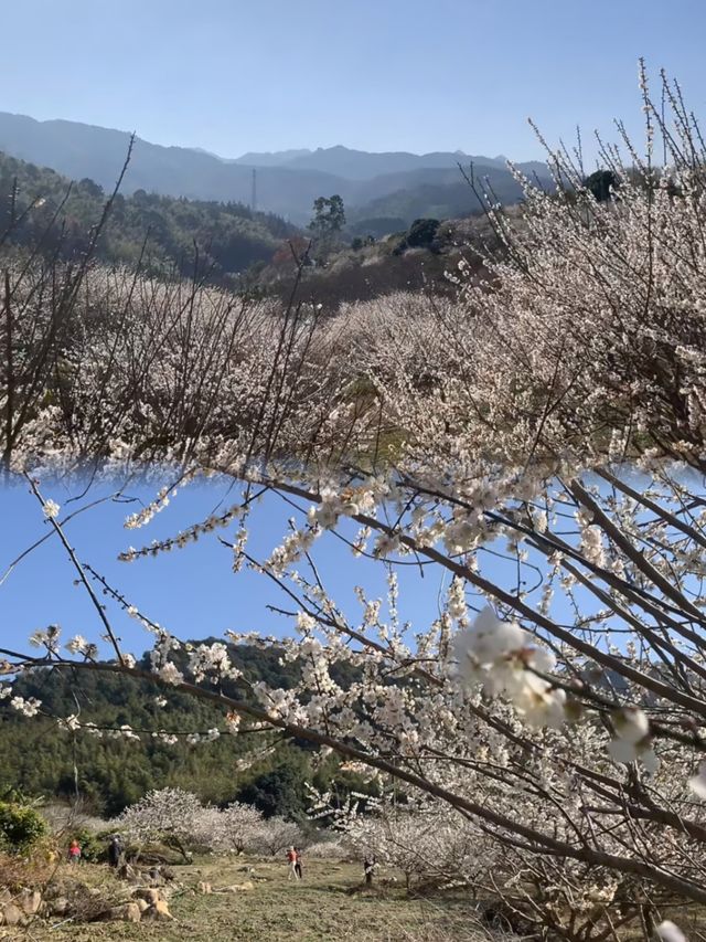 免費廣州0元賞梅花天花板