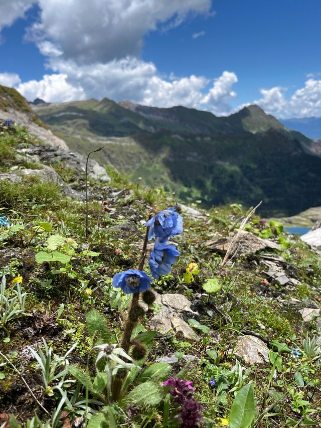 《南極洛：夏季徒步的極致浪漫，雪山與花海的完美邂逅》