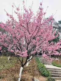 長沙 | 湖南省植物園賞花指南