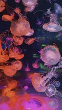 上海海昌公園：一場夢幻般的海洋探險之旅！