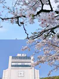 武漢賞櫻好去處‖武漢大學賞櫻最新攻略