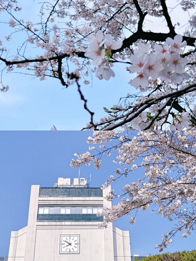 武漢賞櫻好去處‖武漢大學賞櫻最新攻略