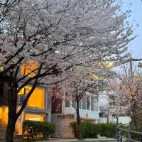 🌸首爾梨泰院 | 隱世櫻花秘景🌸