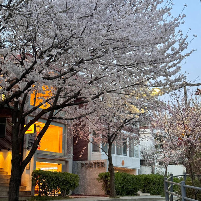 🌸首爾梨泰院 | 隱世櫻花秘景🌸