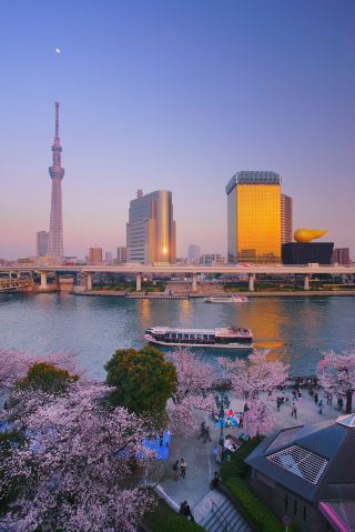 Update on Japan's cherry blossom viewing season🌸Don't be a "cherry blossom refugee" anymore