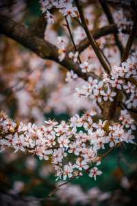 這個春天，西湖賞花一定要去西湖南線
