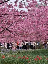 武漢東湖櫻花園🌸櫻花盛開，3月實拍來襲