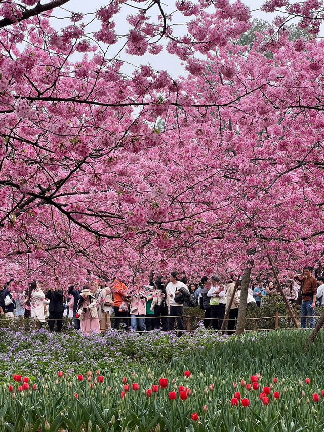 武漢東湖櫻花園🌸櫻花盛開，3月實拍來襲