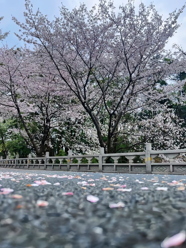 武漢櫻花實況