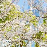 藏在市區的粉色浪漫🌸 西北湖廣場