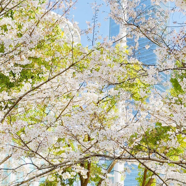 藏在市區的粉色浪漫🌸 西北湖廣場