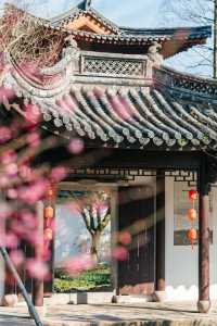 A Journey to Mingzhao Temple for the Blooming Plum Blossoms