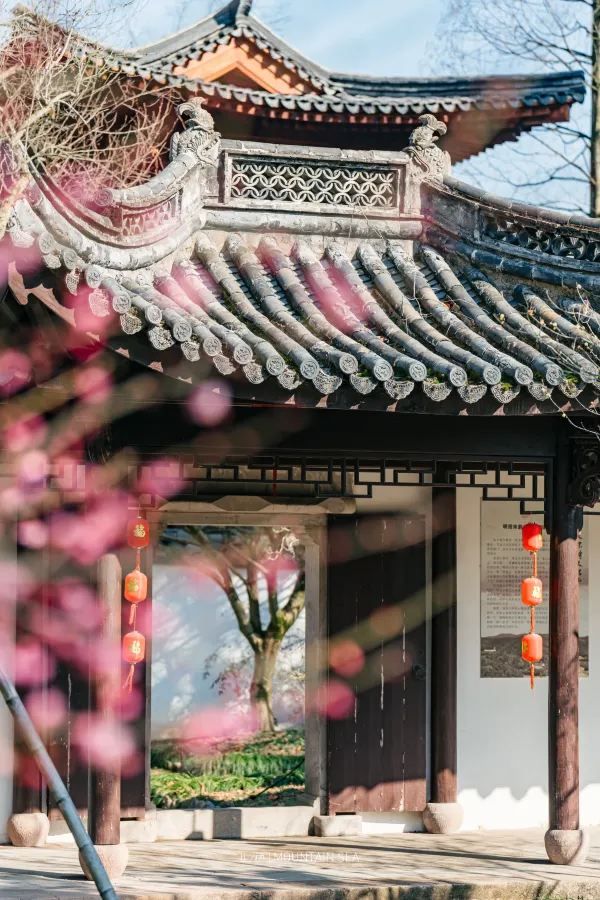 A Journey to Mingzhao Temple for the Blooming Plum Blossoms