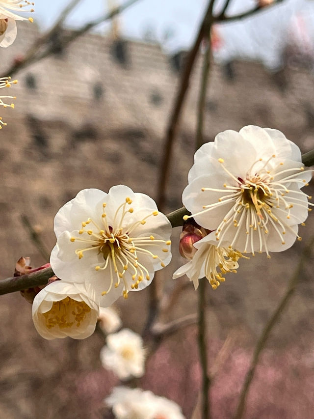明城牆遺址的梅花～