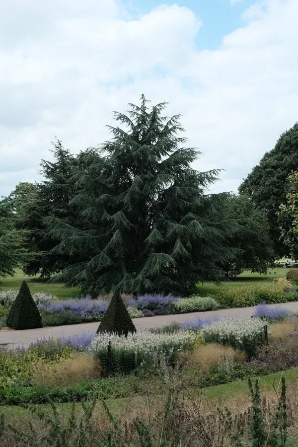 Discover the Summer Beauty of Kew Gardens