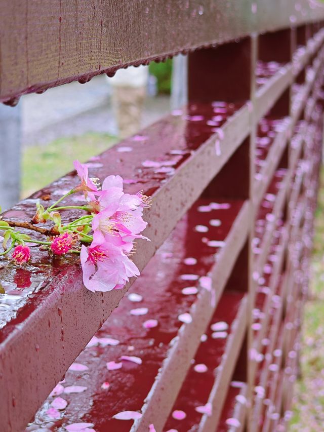 櫻花雨就係俾你落雨天去睇櫻花