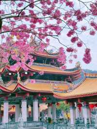 廈門春日賞花新去處！天竺岩寺紫花風鈴木