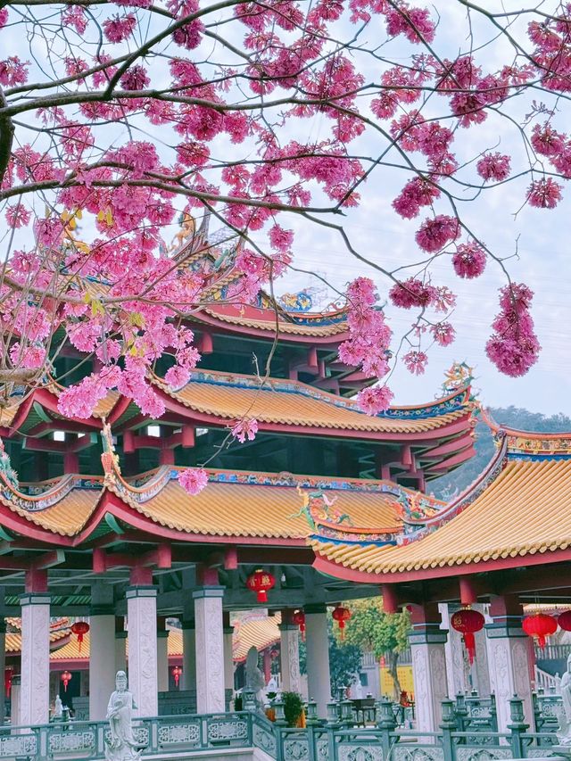 廈門春日賞花新去處！天竺岩寺紫花風鈴木
