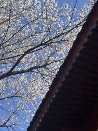 紫竹院賞山桃花～