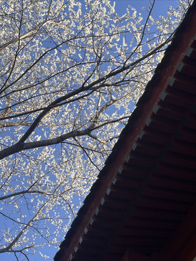 紫竹院賞山桃花～