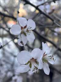 紫竹院賞山桃花～