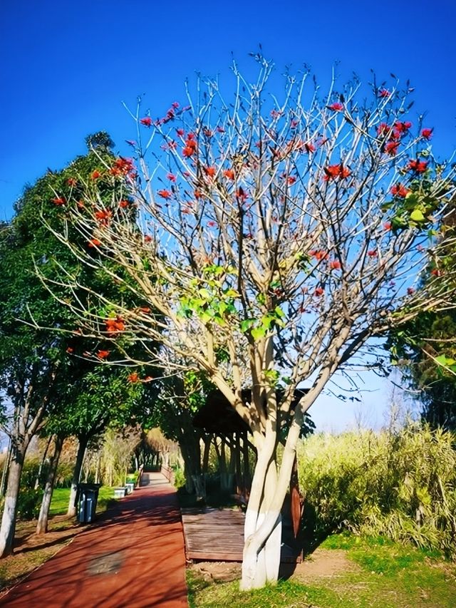 昆明周邊遊 | 滇池一角，寶豐濕地公園