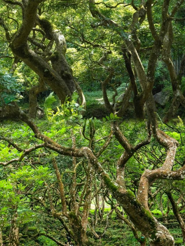 在廣州，誤入魔幻治癒系森林！