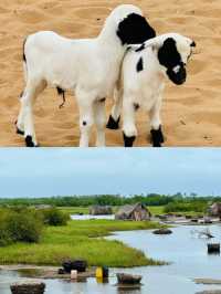 貝寧 | 水上村 -「非洲威尼斯」