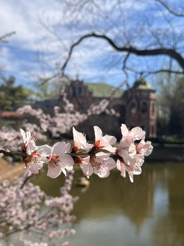 動物園裡的桃花源～