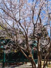 北京賞花｜中山公園這棵山桃花也太美了吧