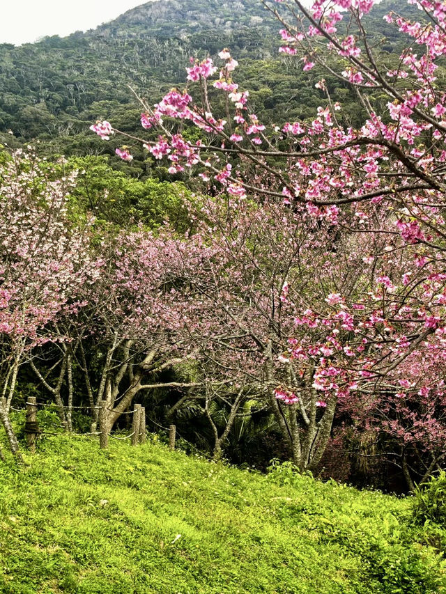 八重岳櫻舞，南國春光