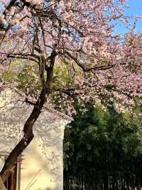 3.23實況｜藏在北京三環裡的小江南花開啦
