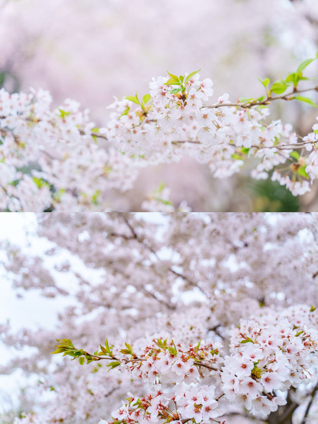 【青森】春日賞櫻～