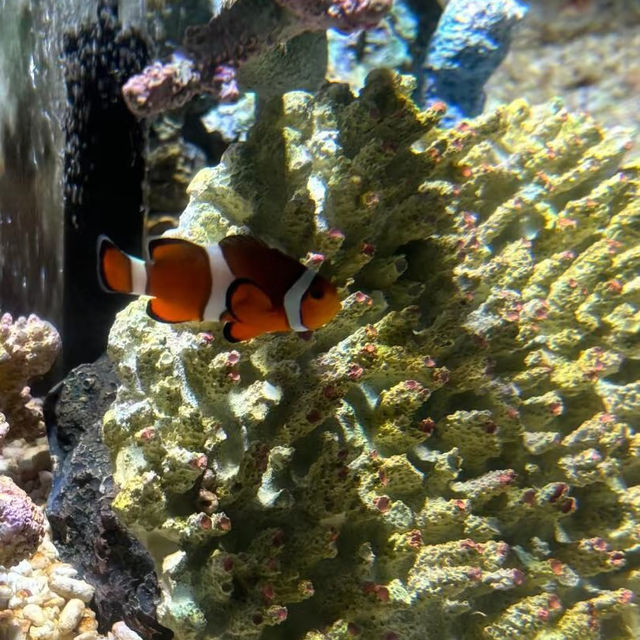 大阪🐠海遊館！全指南帶你玩轉海底世界~